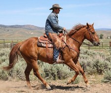 Horse Western 5" Wide Barrel