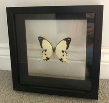 Saharan Taxidermy Swallowtail Butterfly In Box Frame