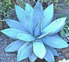 Agave Titanota Blue, hardy