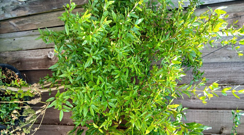 Pomegranate plant years - pomegranate,