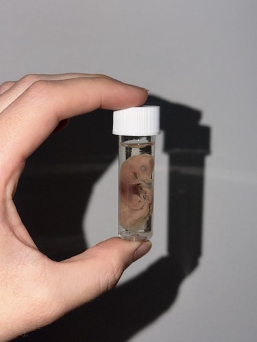Small preserved fetal rabbit - small,
