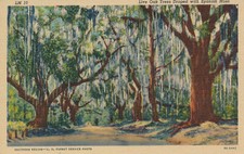 PC45916 Live Oak Trees Draped with Spanish Moss. C. T. Art Colortone