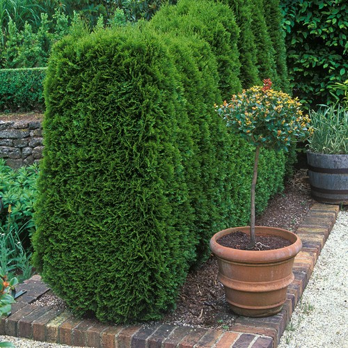 Evergreen conifer plant - evergreen,