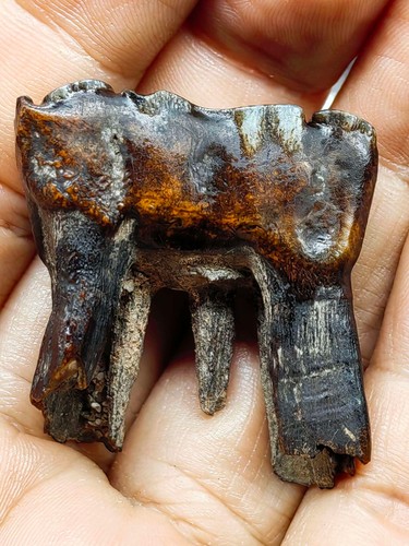 Exquisite tooth fossils - exquisite, from