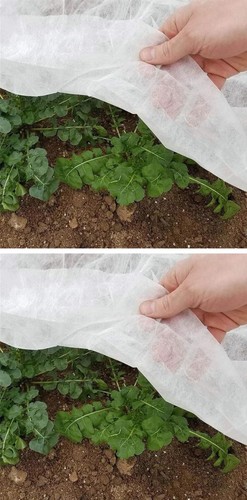 Plant frost protection - plant,