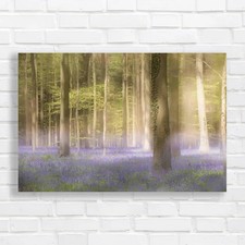 Daydreaming Of Bluebells