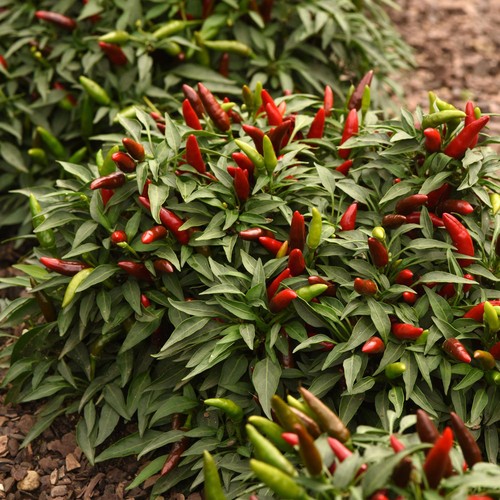 Chilli pepper quickfire - quickfire, rhs
