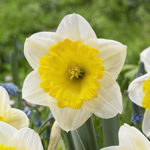 Daffodil ice follies - 'ice, follies'