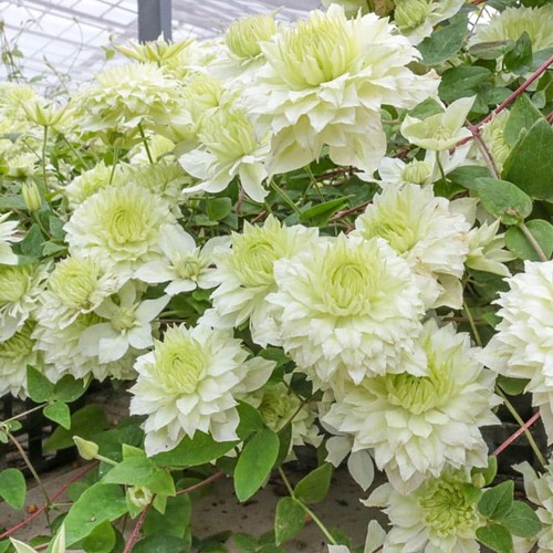 Clematis seeds flower seed - seeds,
