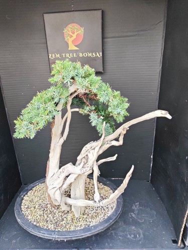 Tanuki needle juniper bonsai - )tanuki,