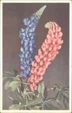 Vtg 1967 Lupine Flowers