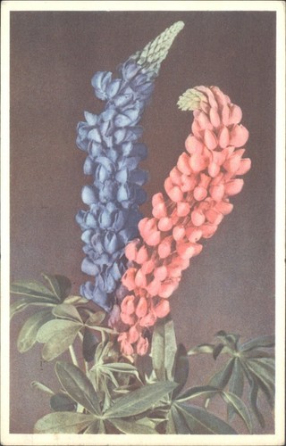 Vtg 1967 lupine flowers - lupine,