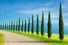 10 x Italian Cypress Tree