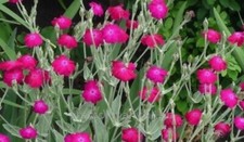 3 X Lychnis Coronaria Rose