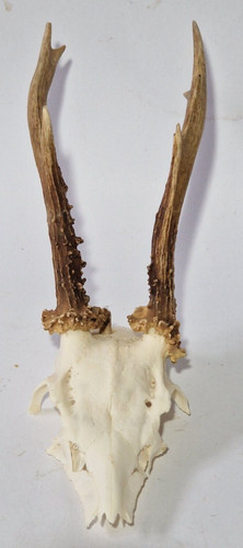 Trophy roebuck real european - roebuck,
