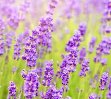 500x Lavender Common English