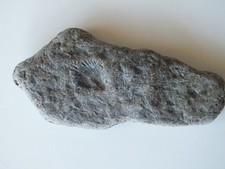 Large jurassic cockle shell - large,