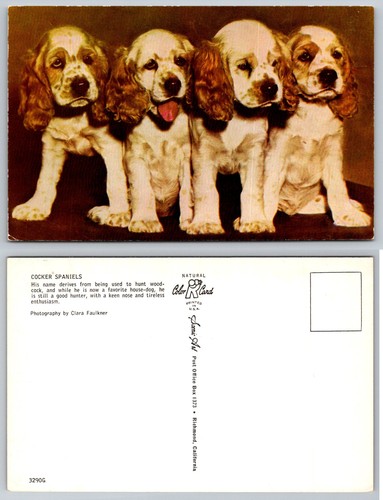 Standard cocker spaniel - standard,