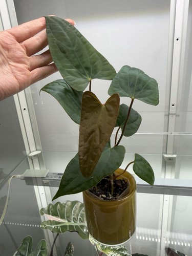 Anthurium pap - x, self)