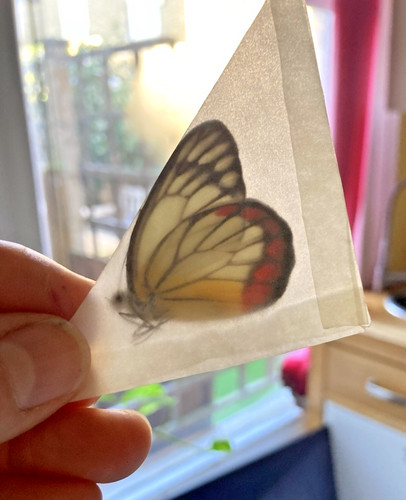Real dried unmounted - real,