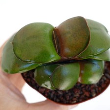 Gasteria armstrongii WHITE