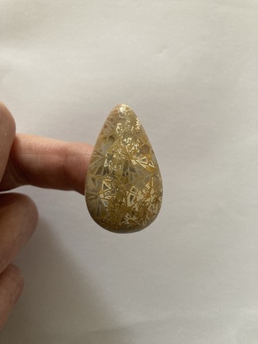 Fossil coral cabachon - fossil,