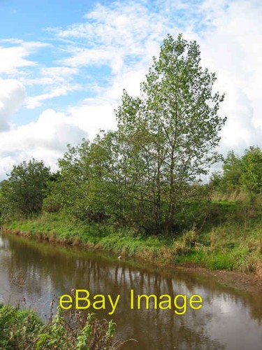 Photo 6x4 willows the river - willows,