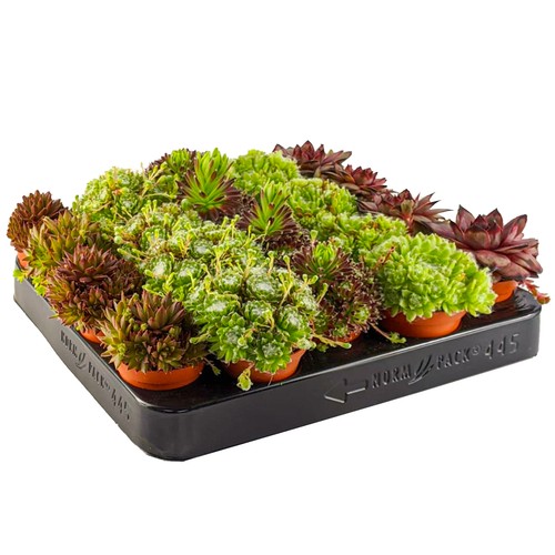 Sempervivum mix plants - plants, |