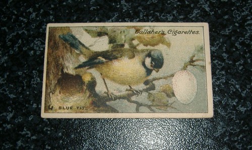 Gallaher birds nests - gallaher, &