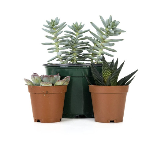 Desert plant kit - desert,