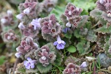 Ground ivy wildflower - x,