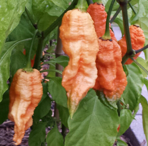 Peach ghost bhut - peach, jolokia