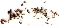 1 PORTION OVER 100+ PODS