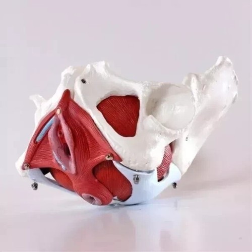 Medical anatomical female - medical,