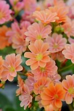 Lewisia cotyledon Orange
