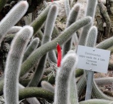 Cleistocactus vulpis-cauda 10