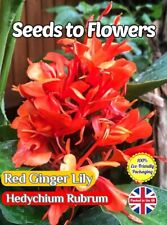 RED GINGER LILY - HEDYCHIUM RUBRUM - TROPICAL - COMPOSTABLE PACK - 12 SEEDS 