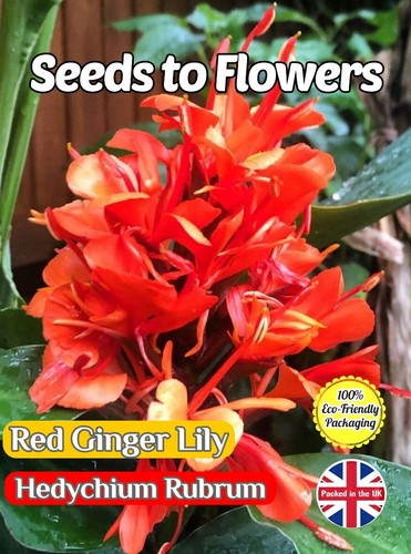Red ginger lily - ginger,