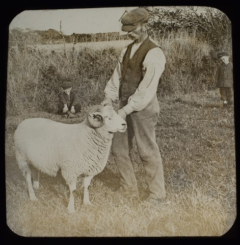 Pwllheli man with ram gwynedd - man,
