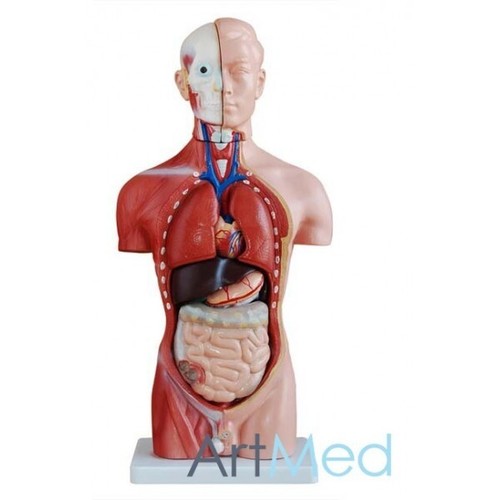 Model anatomy professional - model,