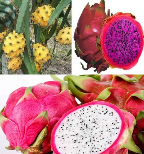 Dragon fruit cactus seeds - cactus, mix
