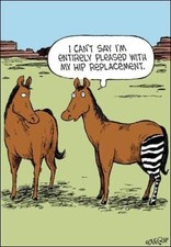 Funny Hip Replacement Greeting Card – Hilarious Cartoon Horses Card
