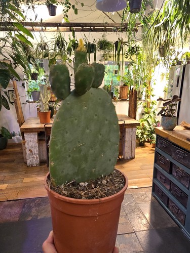 Cmspineless opuntia - cmspineless,