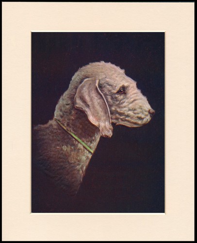 Bedlington terrier dog - bedlington,