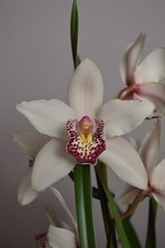 White & Red Cymbidium Orchid