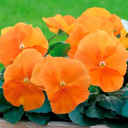 Winter flowering pansy - winter,