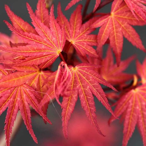 Acer palmatum phoenix in a - "phoenix",