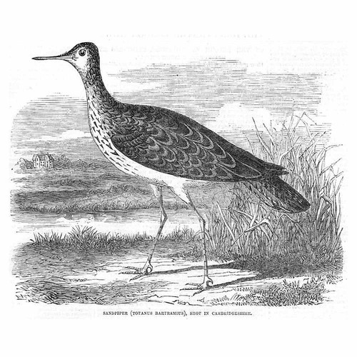 Sandpiper shot in - a,
