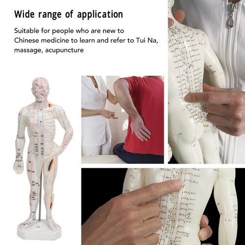 Professional human body - professional,