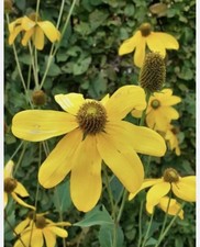 Rudbeckia Laciniata Small